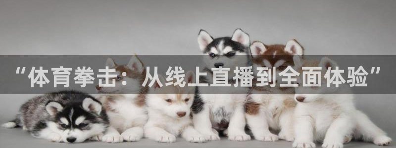 看球吧jrs直播：“体育拳击：从线上直播到全面体验”